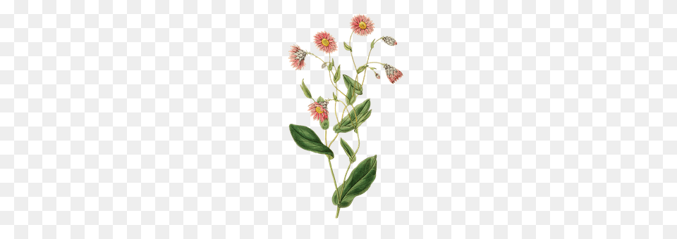 Plant Daisy, Flower, Herbs, Herbal Png