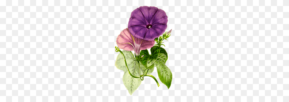 Plant Flower, Geranium, Leaf, Flower Arrangement Free Png Download