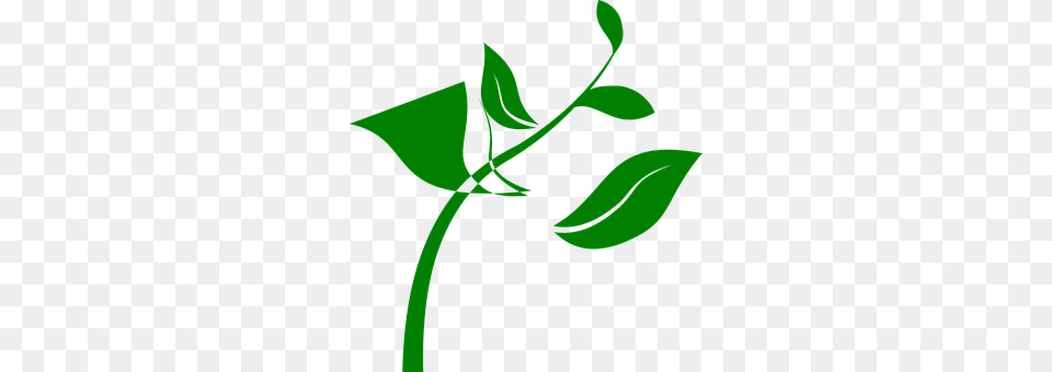 Plant Green, Herbal, Herbs, Leaf Free Png