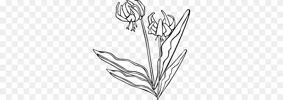 Plant Flower, Art, Drawing, Daisy Free Png