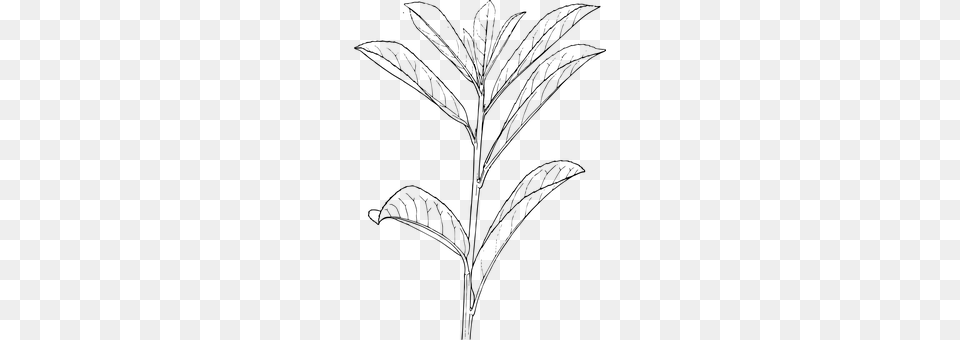 Plant Gray Png