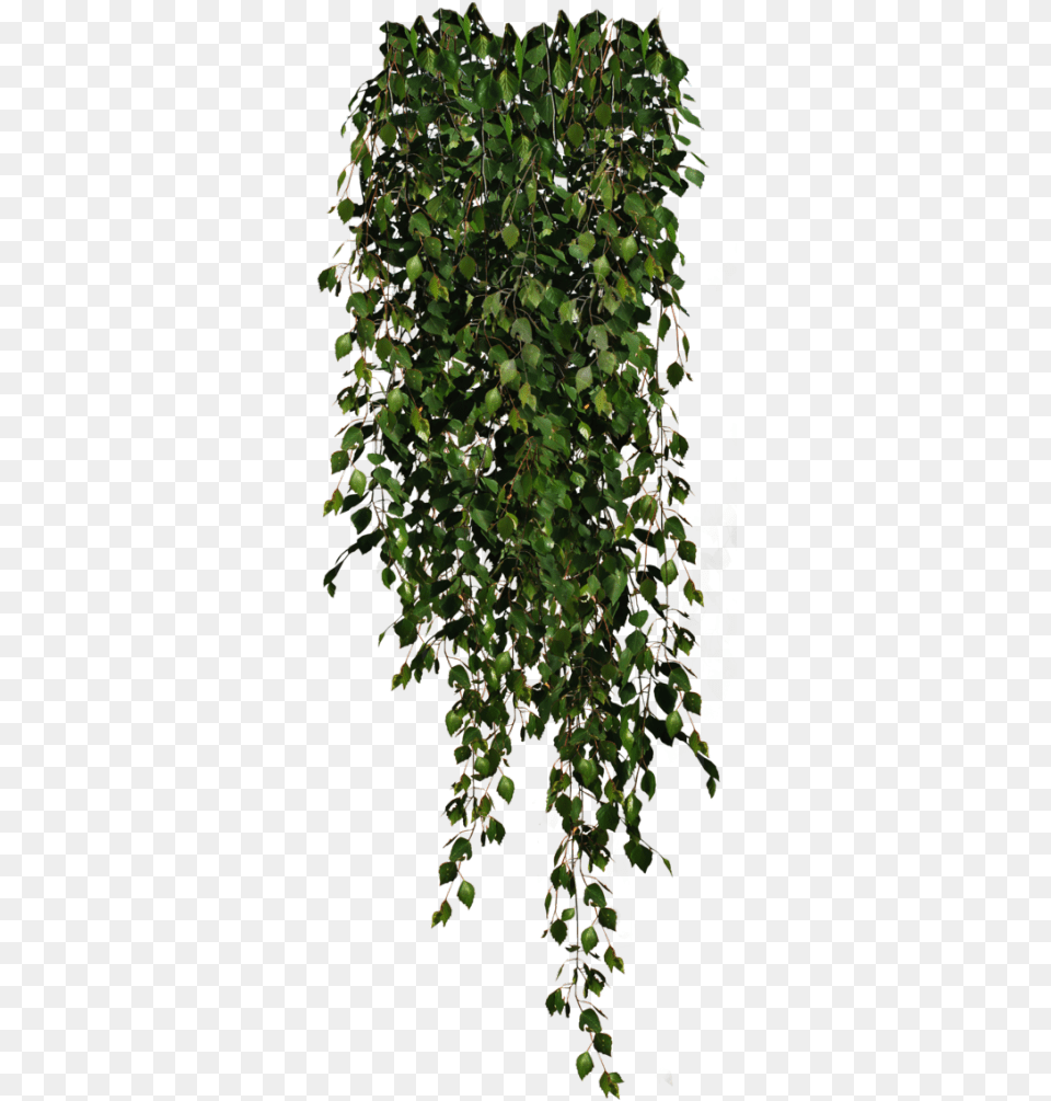 Plant, Vine, Ivy, Leaf Free Png Download