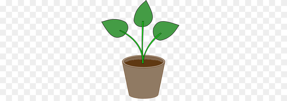Plant Leaf, Herbal, Herbs, Potted Plant Free Png Download
