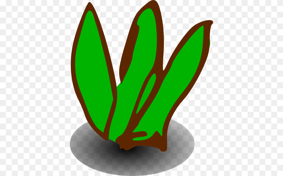Plant, Herbs, Leaf, Herbal, Flower Png
