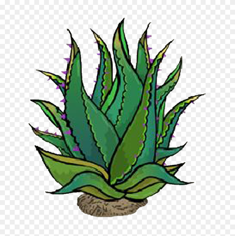 Plant, Aloe Png