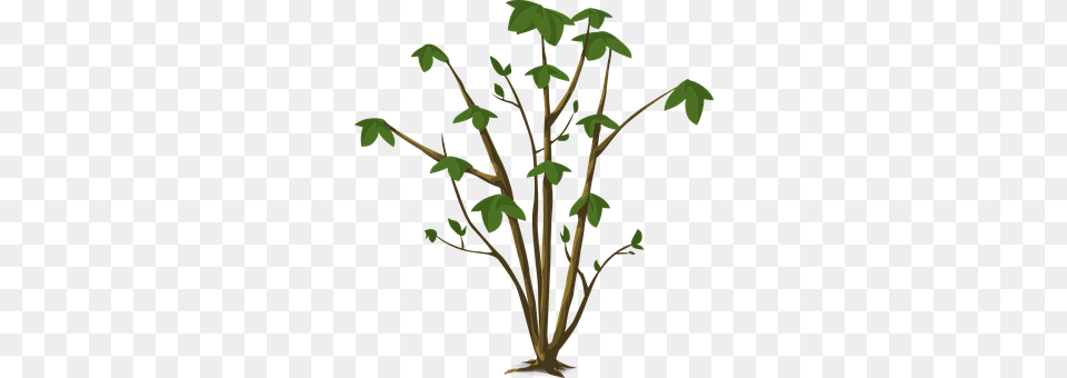 Plant Leaf, Tree, Green, Oak Png