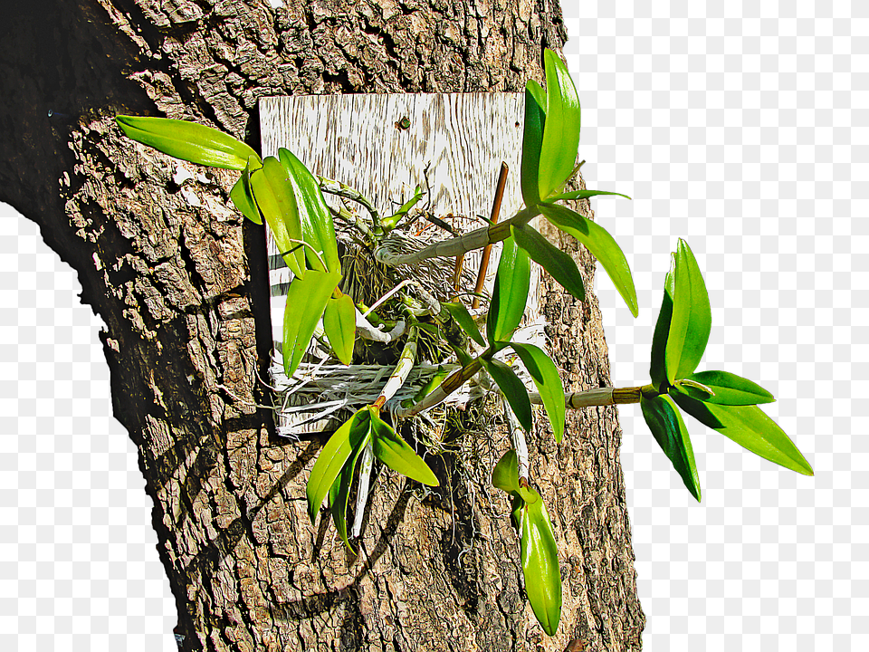 Plant Leaf, Tree, Tree Trunk, Wood Png