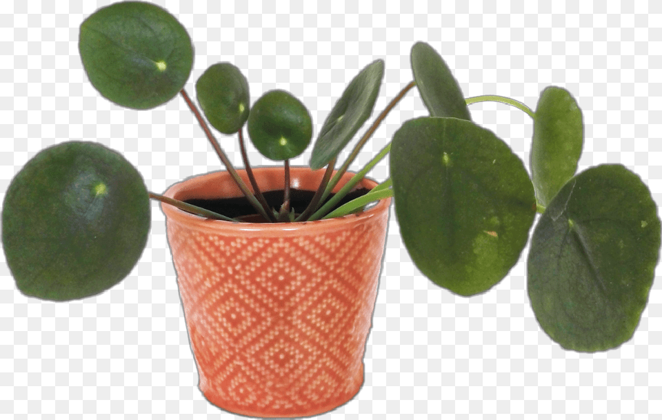 Plant Aesthetic Arthoe Planthoe Plants Flower Flowerpot, Leaf, Potted Plant, Cookware, Pot Png Image