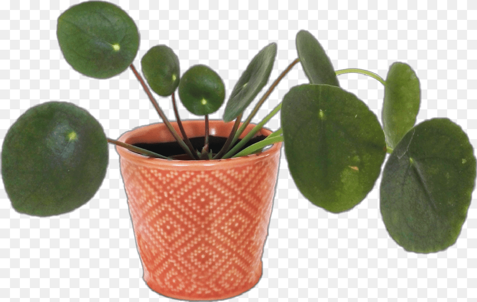 Plant Aesthetic Arthoe Planthoe Plants Flower Flowerpot, Leaf, Potted Plant, Cookware, Pot Free Png