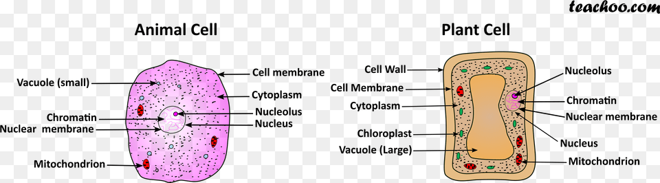 Plant And Animal Cell Png Image