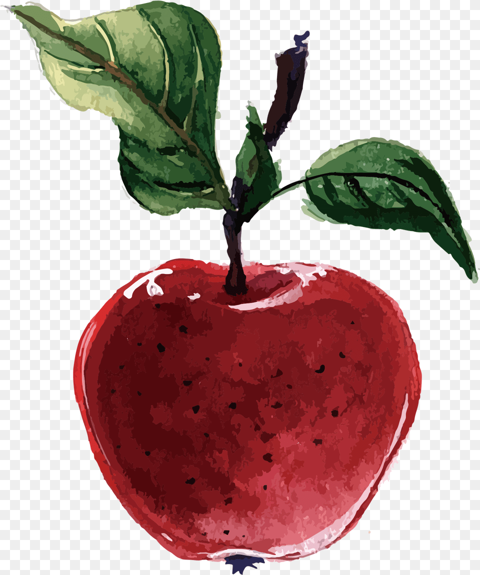 Plant Apple Illustration, Food, Fruit, Produce Png