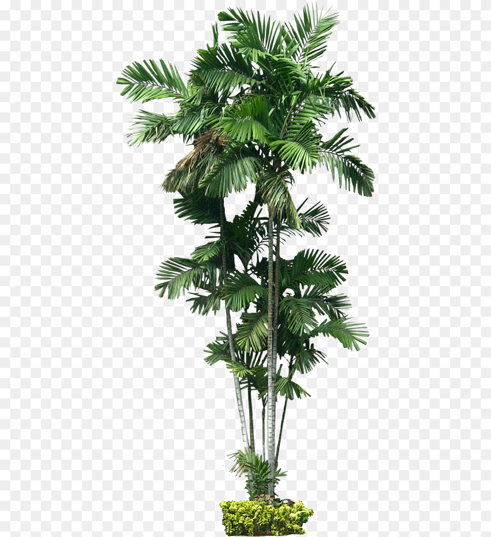 Plant Australia Ptychosperma Macarthurii Tree Palm Ptychosperma Macarthurii, Leaf, Palm Tree, Vegetation Png