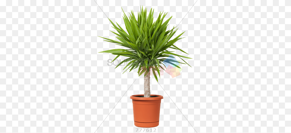 Plant Background Clipart Images Outdoor Tall Potted Plants, Tree, Palm Tree, Potted Plant Free Png Download