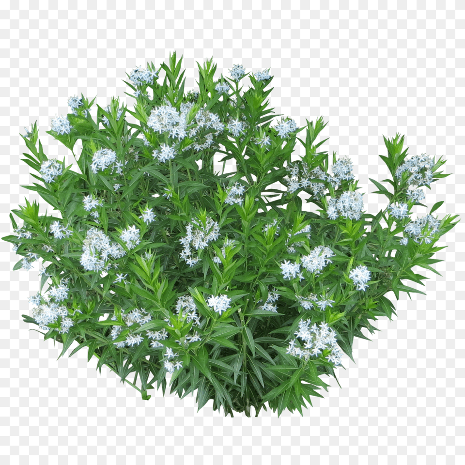 Plant Background Clipart Images White Flower Bush, Herbal, Herbs, Leaf, Flower Arrangement Png