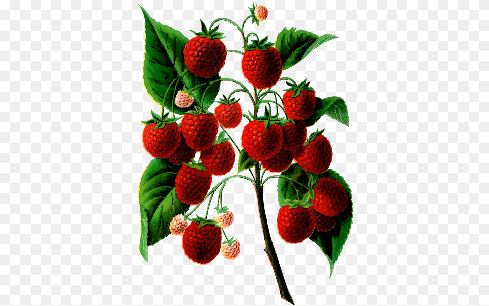 Plant Bearing Berries Raspberry, Berry, Food, Fruit, Produce Png