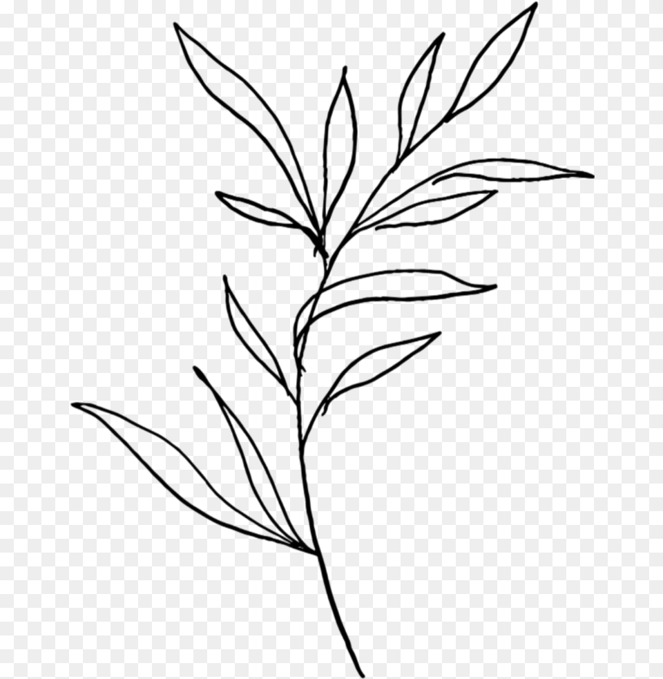 Plant Black And White Simple, Gray Png Image
