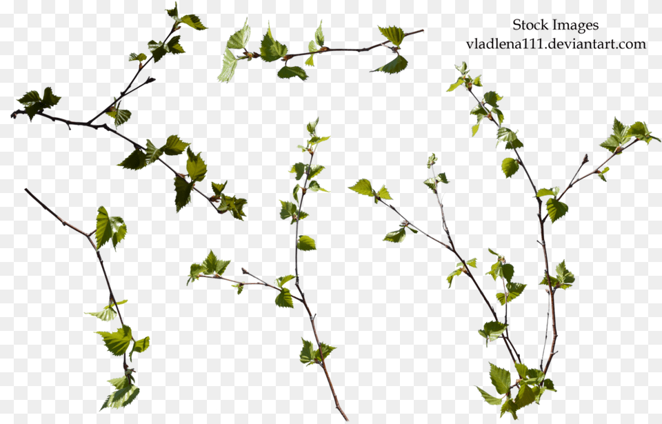 Plant Branch Branch Spring Tree, Leaf, Bud, Flower, Flower Arrangement Png Image