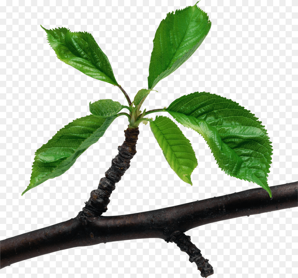 Plant Branch With Leaves, Food, Fruit, Leaf, Produce Free Png