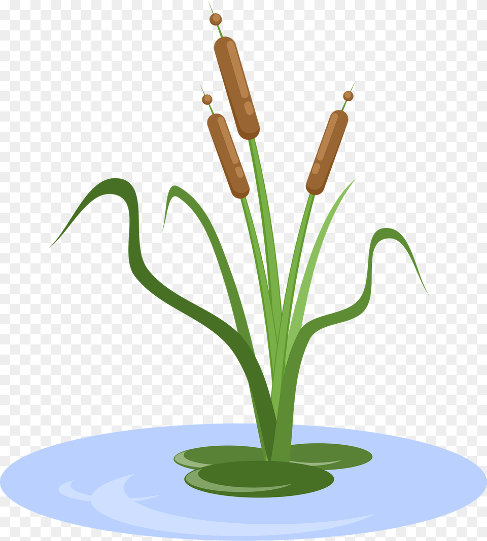 Plant Bulrush Clipart, Flower, Flower Arrangement, Ikebana, Reed Free Transparent Png