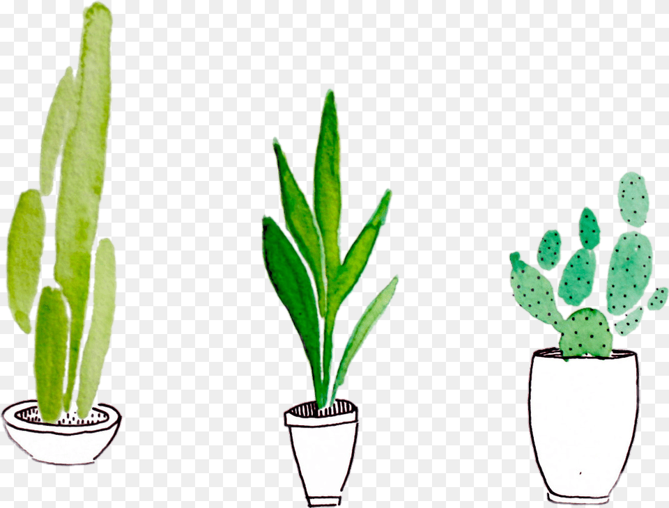 Plant Cactus Tumblr Green Plants, Potted Plant, Leaf Png