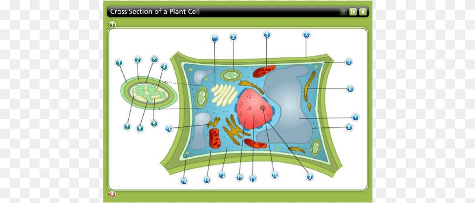 Plant Cell Png