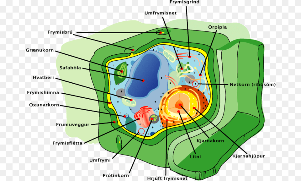 Plant Cell, Dynamite, Weapon, Outdoors, Diagram Png Image