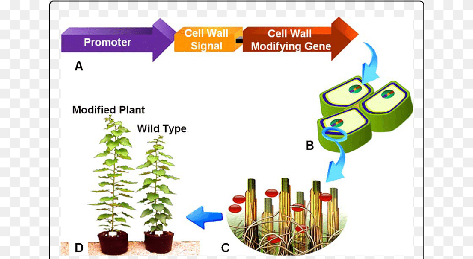 Plant Cell, Herbal, Herbs, Potted Plant, Jar Png Image