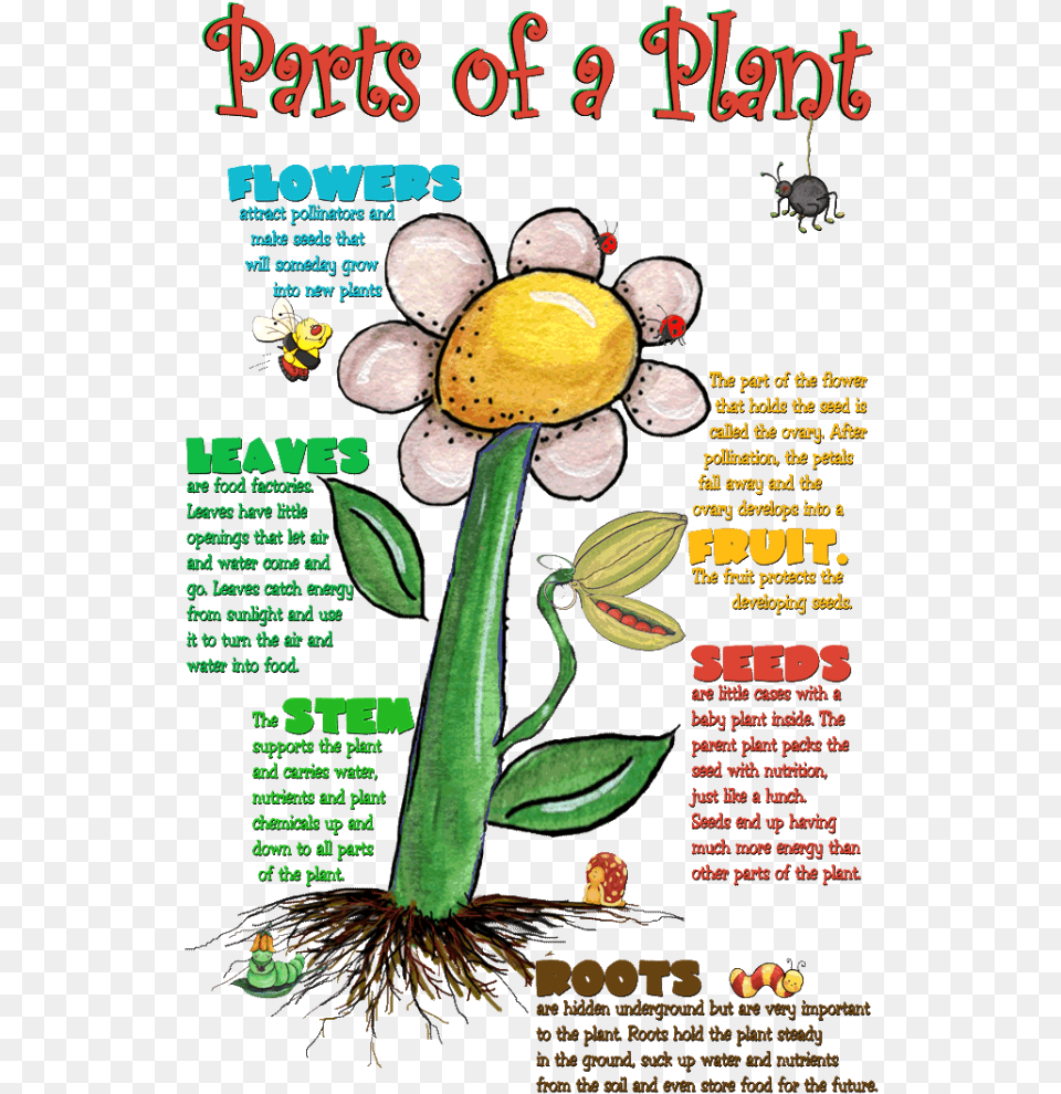 Plant Cell, Advertisement, Poster, Flower, Person Free Png