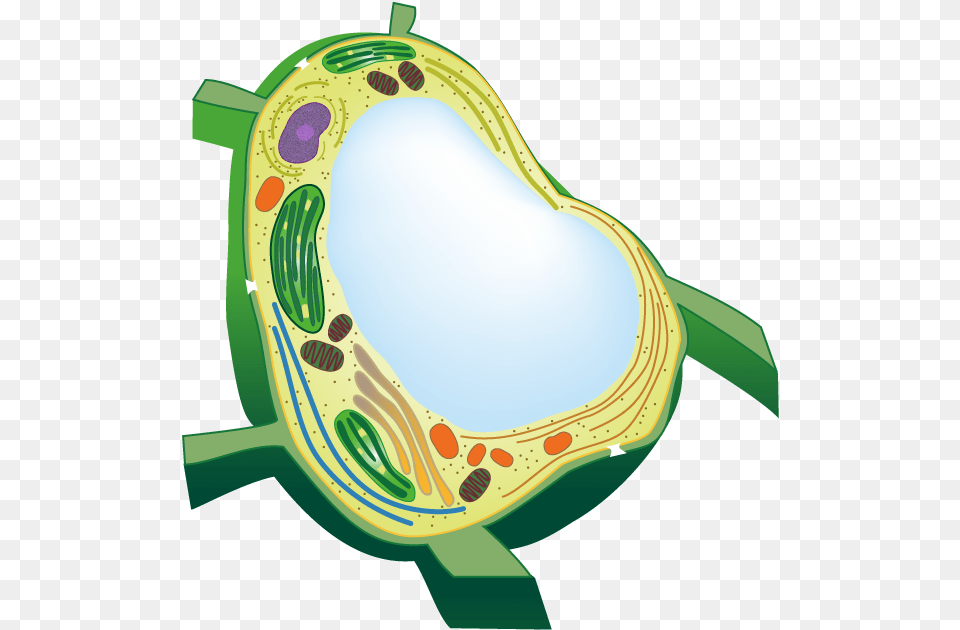 Plant Cell, Land, Nature, Outdoors, Water Free Png