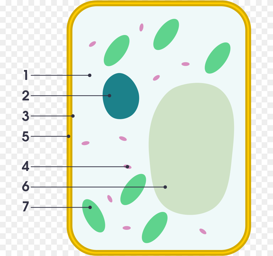 Plant Cell Free Png