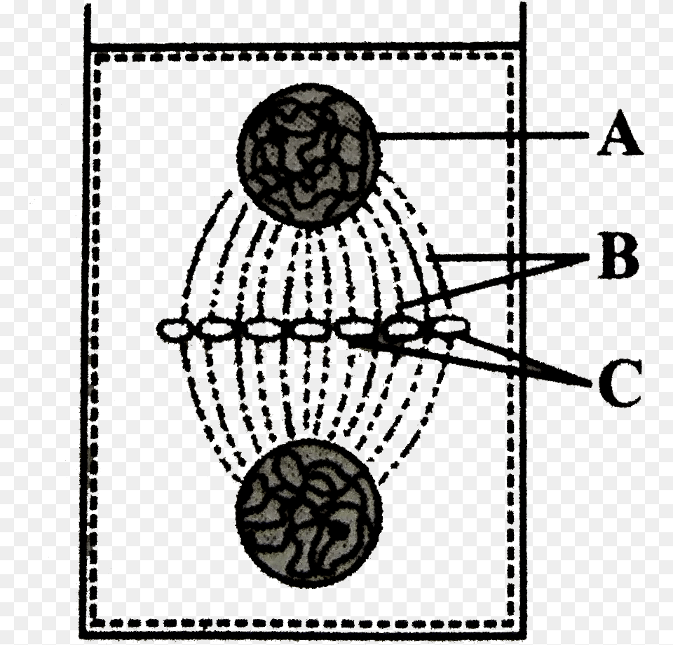 Plant Cell, Food, Nut, Produce, Vegetable Free Png Download