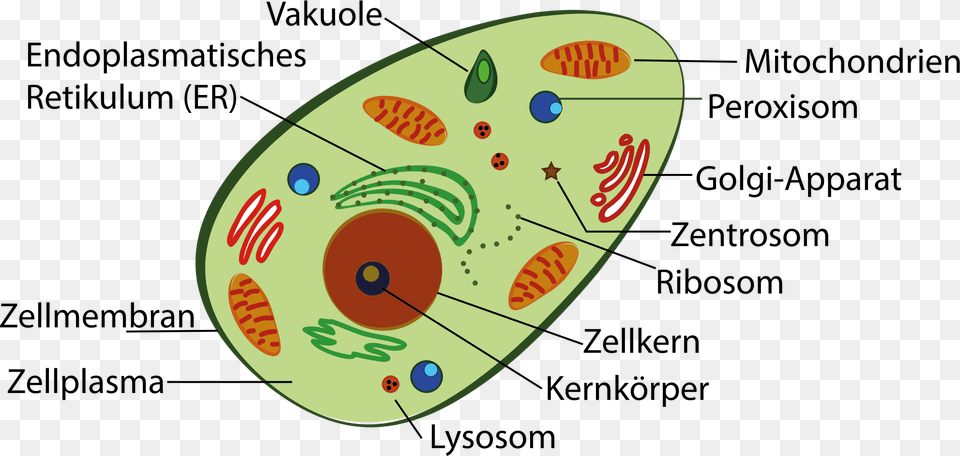 Plant Cell And Human Cell Download, Nature, Outdoors, Sea, Water Free Png