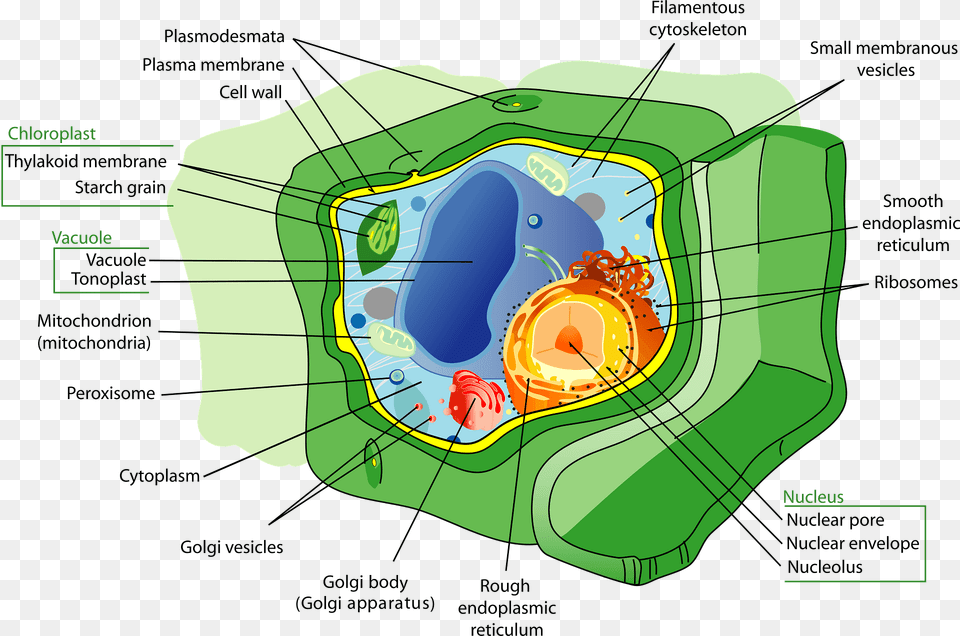 Plant Cell Clipart, Land, Nature, Outdoors, Vegetation Png