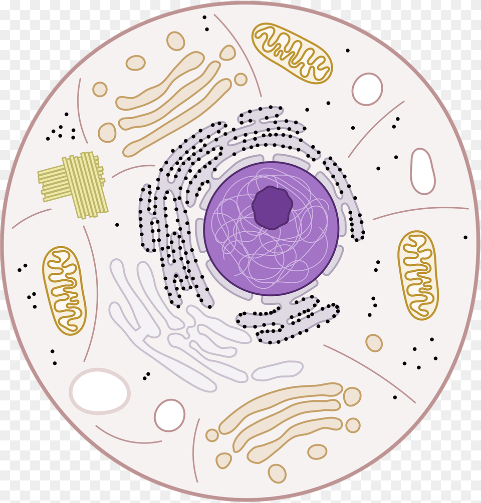 Plant Cell Clipart, Art, Doodle, Drawing, Disk Free Transparent Png