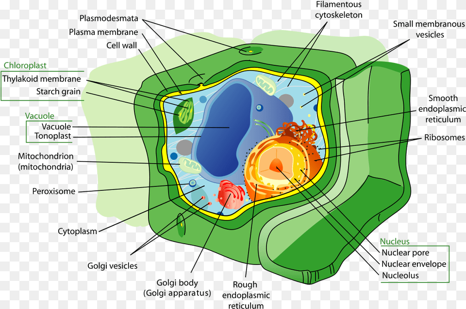 Plant Cell Diagram Cytoskeleton, Dynamite, Weapon, Outdoors, Land Free Png Download