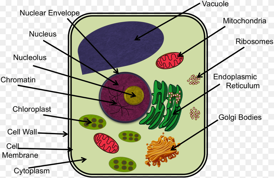 Plant Cell Diagram Ixl, Food, Lunch, Meal, Bow Free Transparent Png