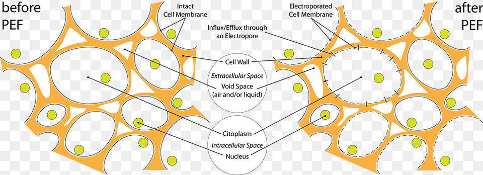 Plant Cell Electroporation, Art, Graphics, Pattern, Face Free Png