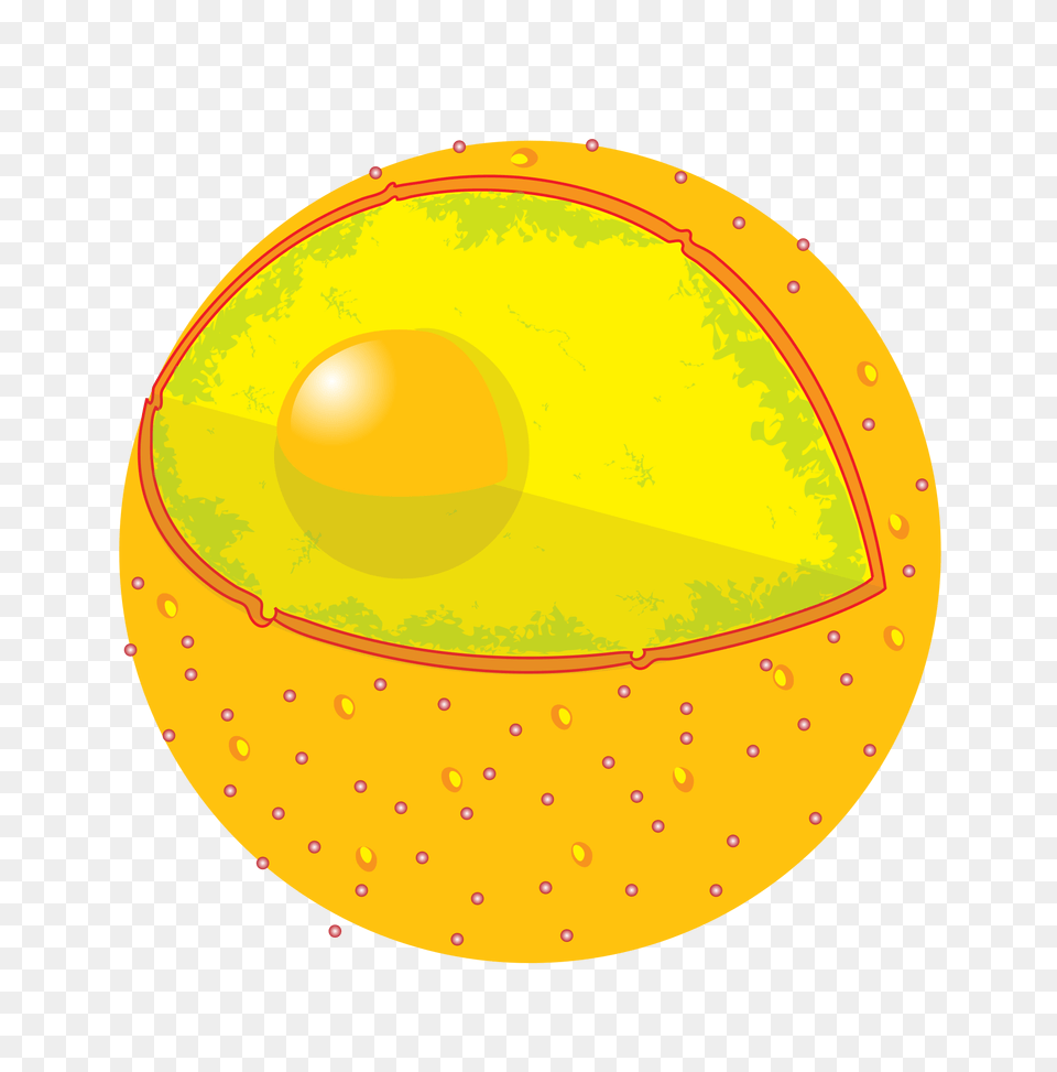 Plant Cell Iology, Food, Fruit, Produce, Sphere Free Png Download