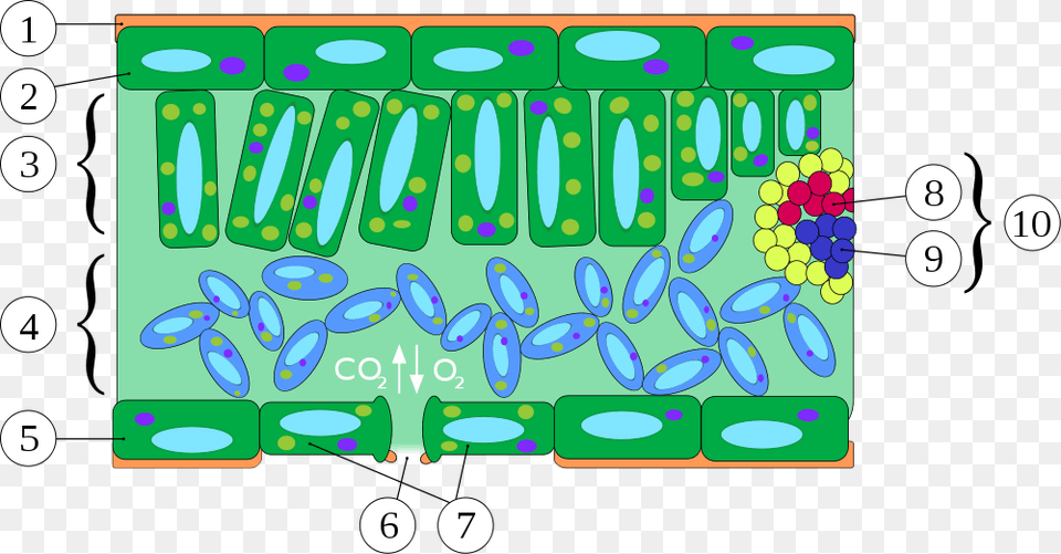 Plant Cell Leaf Cross Section Png