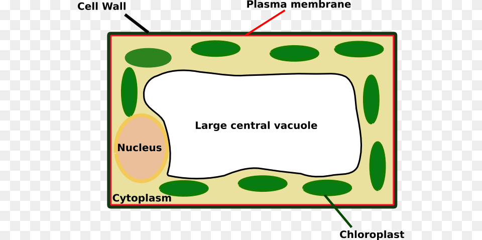 Plant Cell Looks Like Download Does A Plant Cell Look Like Under, Smoke Pipe, Vegetation, Food, Produce Png