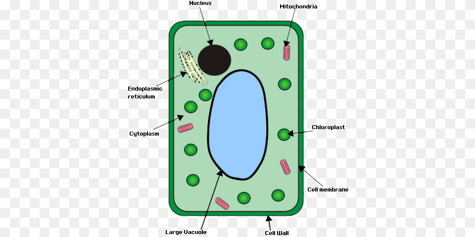 Plant Cell Plant Cell Structure Gcse Png Image