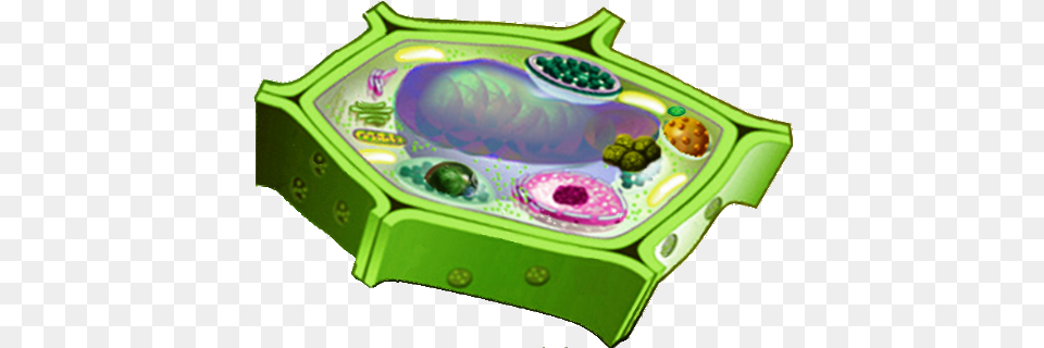 Plant Cell Transparent Background, Tub Free Png Download