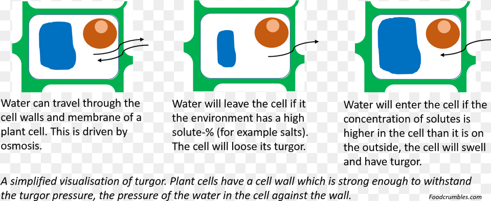Plant Cell Turgor Plant Turgor Pressure, Art, Text Free Png