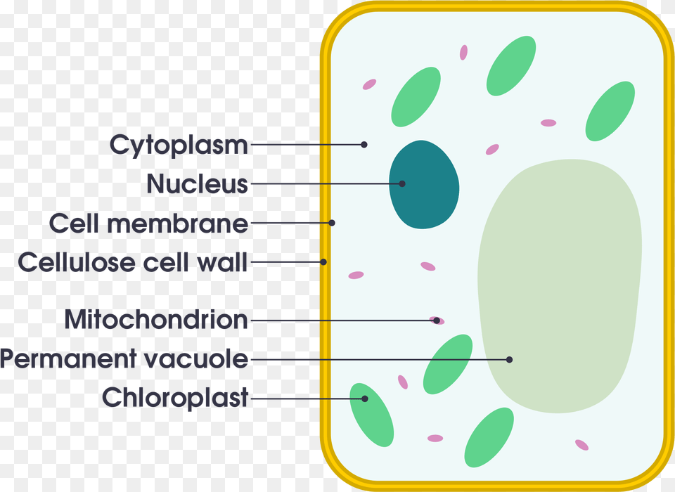 Plant Cell Vs Animal Cell Simple Diagram Of A Plant Cell Simple Free Png Download