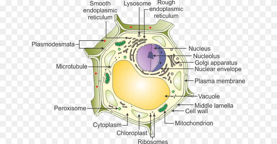 Plant Cell With Labelling, Chart, Diagram, Plan, Plot Free Png