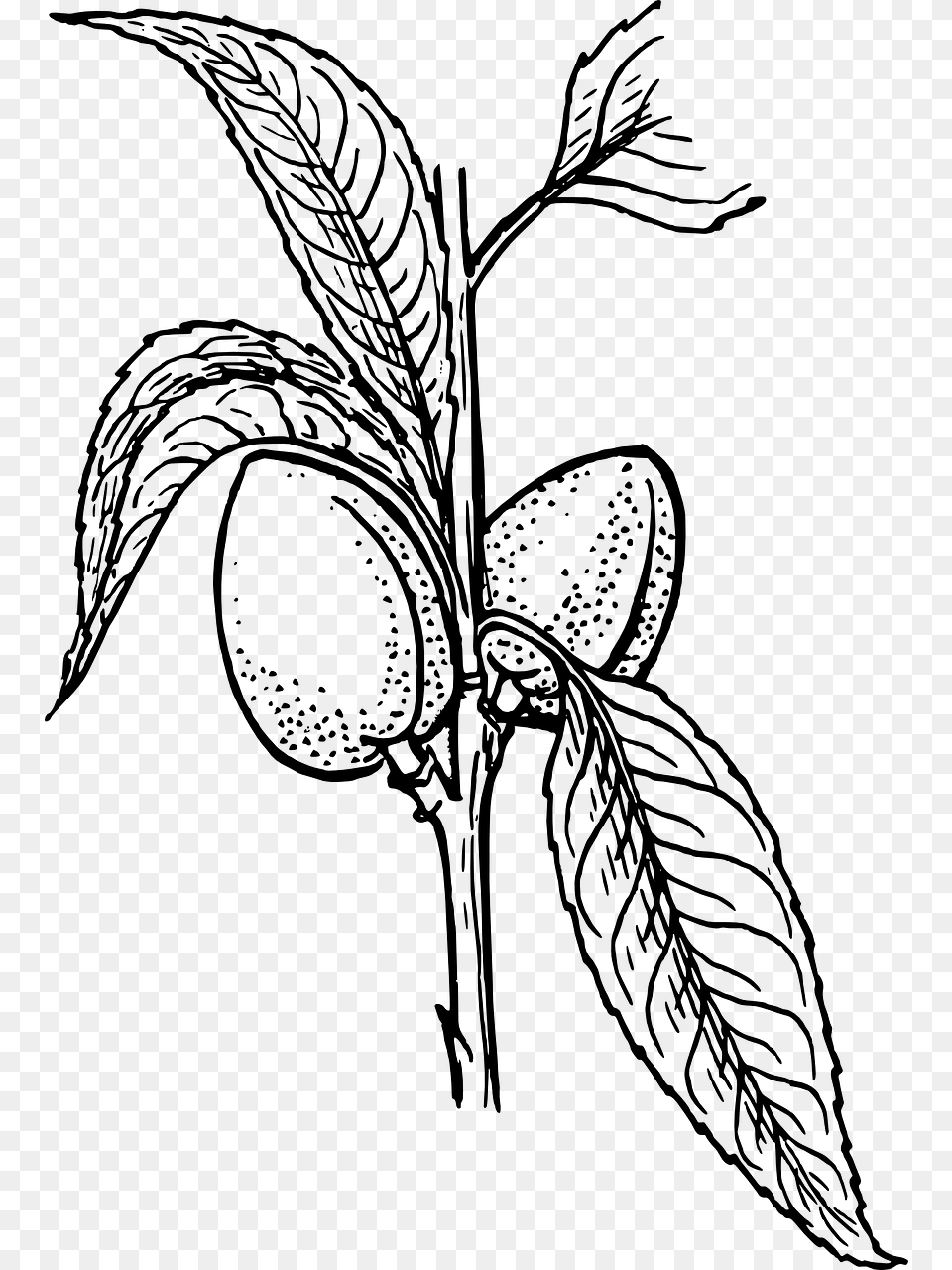 Plant Clip Art, Gray Png