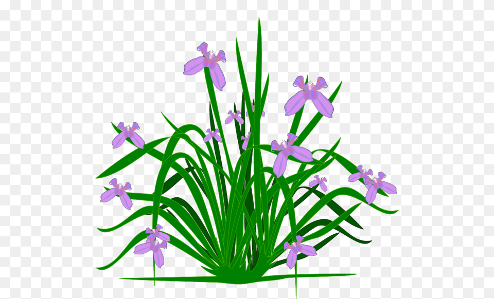 Plant Clip Art, Flower, Iris, Purple, Amaryllidaceae Free Transparent Png