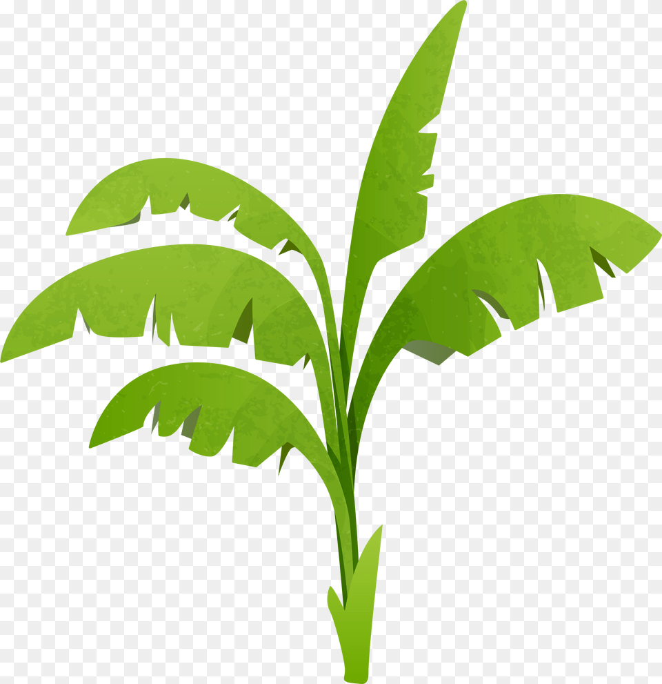 Plant Clip Art, Green, Leaf Png Image