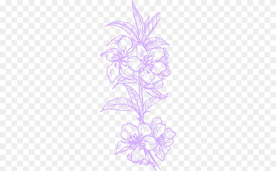 Plant Clip Art, Pattern, Person, Drawing Png Image