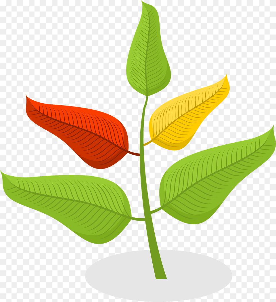 Plant Clipart, Leaf, Flower, Tree, Annonaceae Free Transparent Png